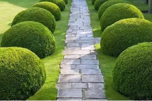 球形灌木修剪要点