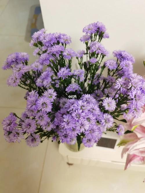 鲜花解锁^o^孔雀草_鲜花_泰荣湾自由行热门攻略_紫色系_家居家装_家居