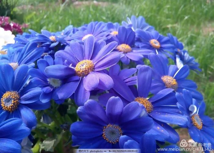 又名:翠菊         中国的乡土种高75公分,花白色至紫堇色
