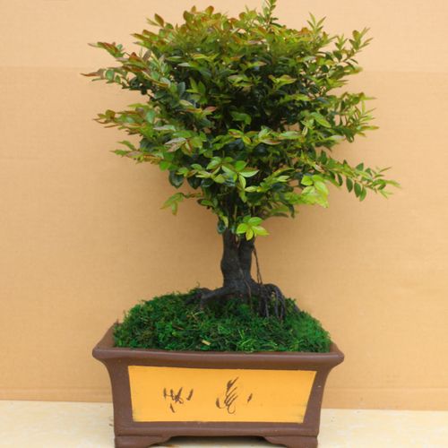 小叶紫檀盆景招财树桩盆栽老桩树苗绿植