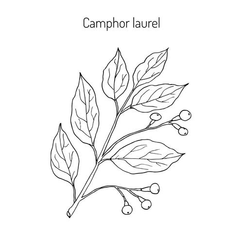 樟树,药用,树,香樟,草药,植物,矢量,插画