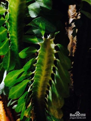 怎样给植物杀虫?