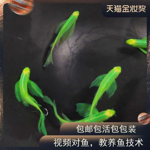 稀有荧光蝶翼长尾翡翠绿斑马鱼灯种小型热带观赏鱼苗包邮冷水淡水