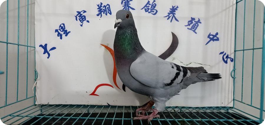 参赛卡号:00944   所在地区:大理     鸽主姓名:大理飞翔公棚-杨发荣