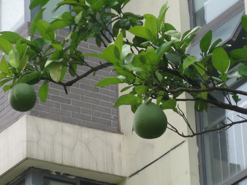 小区的柚子树,看得有点流口水.