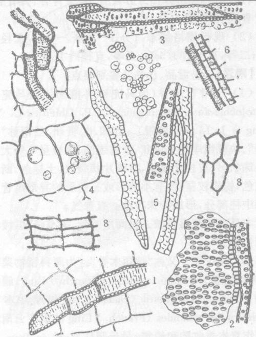 具缘纹孔导管 3.管胞 4.油细胞  5.纤维 6.螺纹导管 7.淀粉料 8.