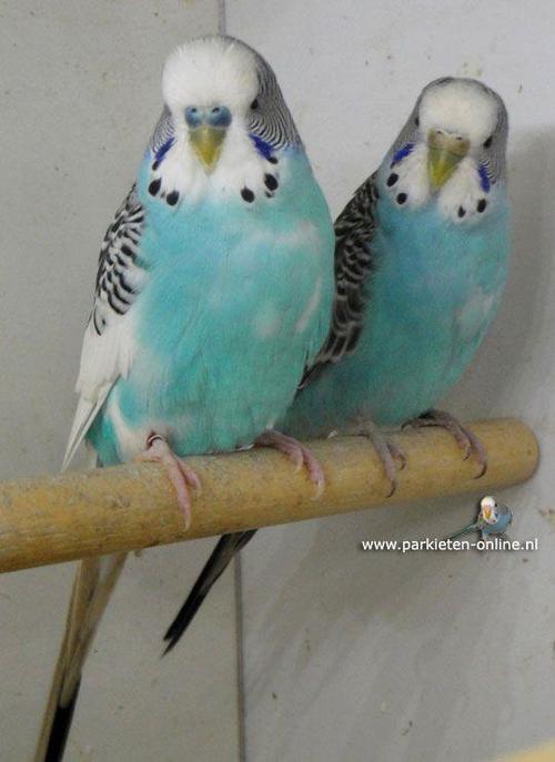 虎皮鹦鹉(鹦鹉科)