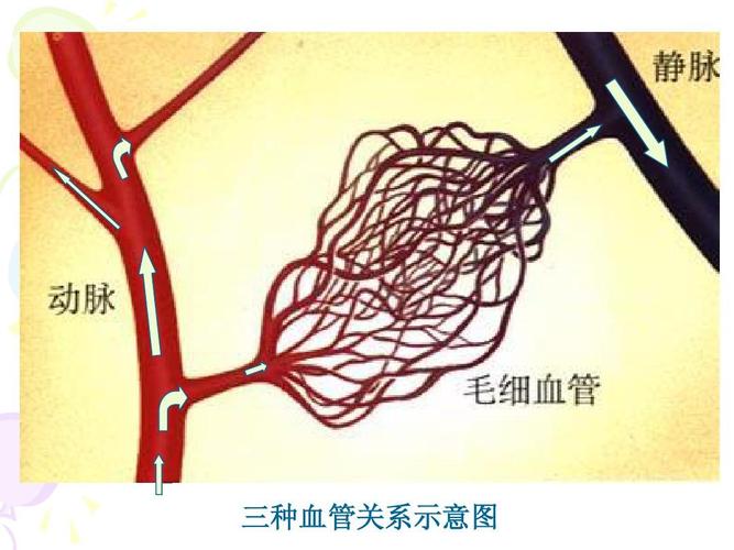 七年级生物下册 济南版 第三章 三种血管关系示意图
