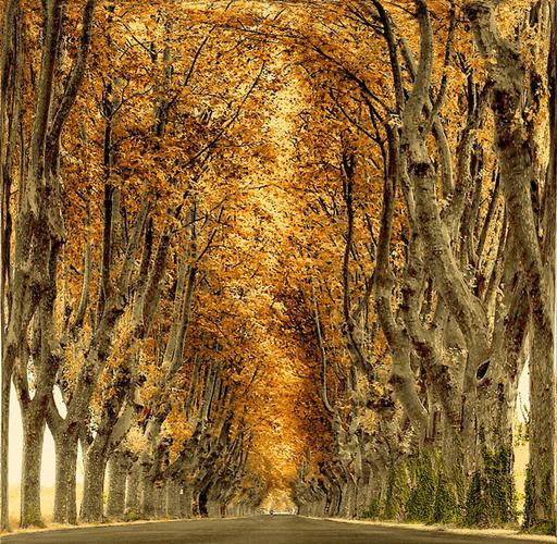 树和道路的艺术——国外摄影师拍摄出最美林荫道