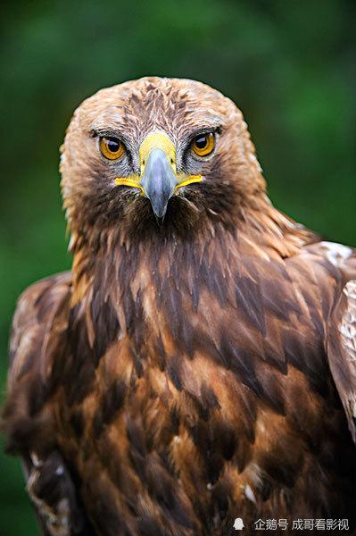 俄罗斯,中国北部,日本北部;它的羽毛是深棕色,头是金棕色,所以叫金雕