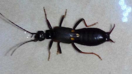 有哪位知道照片上这个是什么虫啊,最近家里经常出现,关上纱窗也还有?