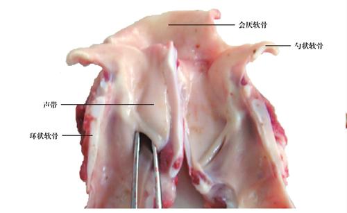 (一)喉软骨喉软骨有4种5块,有会厌软骨,勺状软骨,甲状软骨和环状软骨