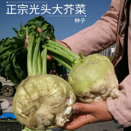 北方芥菜种子 光头大芥菜种子两道眉芜箐辣疙瘩种子辣菜腌制咸菜