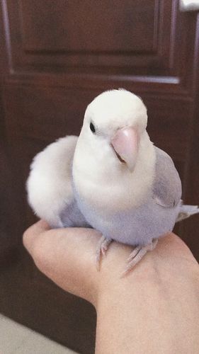 薰衣草牡丹鹦鹉