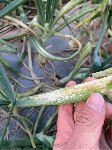 洋葱病害高清图完整版