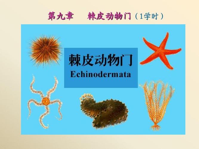 棘皮动物ppt