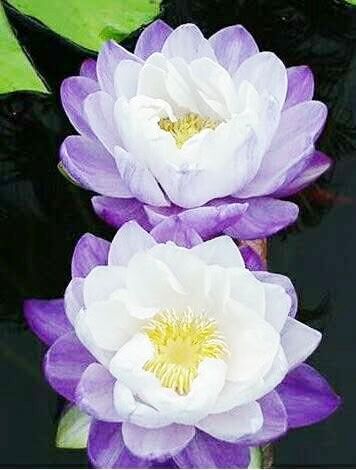 江都花友收集160种荷花睡莲 标准是"好看"