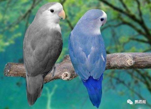 墨银顶牡丹(墨银脸)和蓝银顶牡丹(蓝银脸)