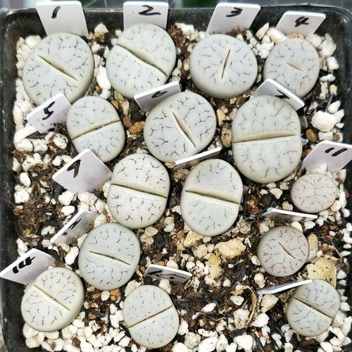 16 岛田dt三年生荒玉编号c373闪电红纹1 超大母本生石花一物一拍