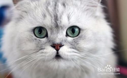 看猫儿毛色金吉拉的毛发很浓厚,把整个骨骼都包围着,毛发生的很长,又