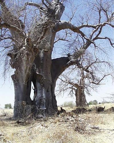 妇女被困10天只剩白骨:揭秘吃人树真相