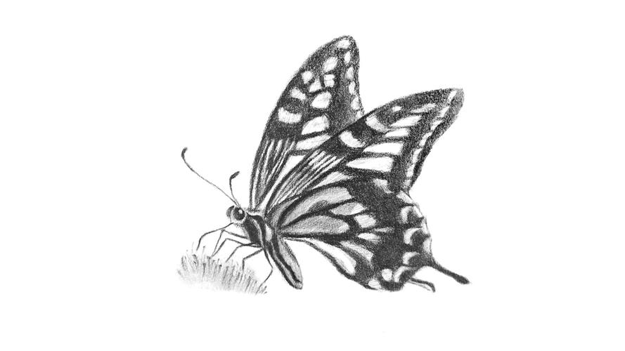 素描——蝴蝶