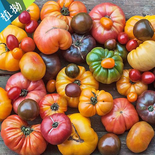 购客番茄盆栽植拗雪莉伦敦品牌进口西红柿多品种易购客