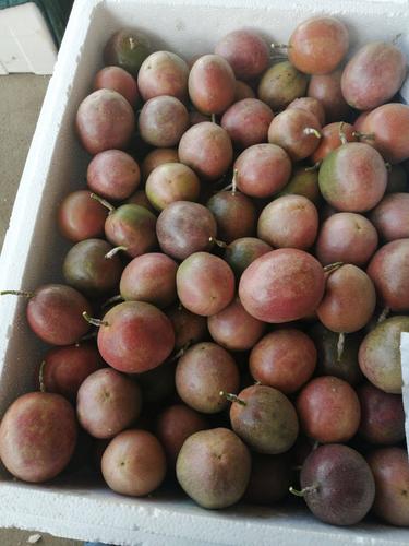 百香果干 1个月