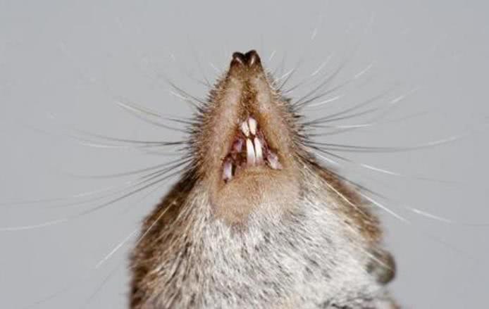 门牙两边都长出了牙釉质:而体内卵泡抑素生产过量的小鼠,牙齿上完全没