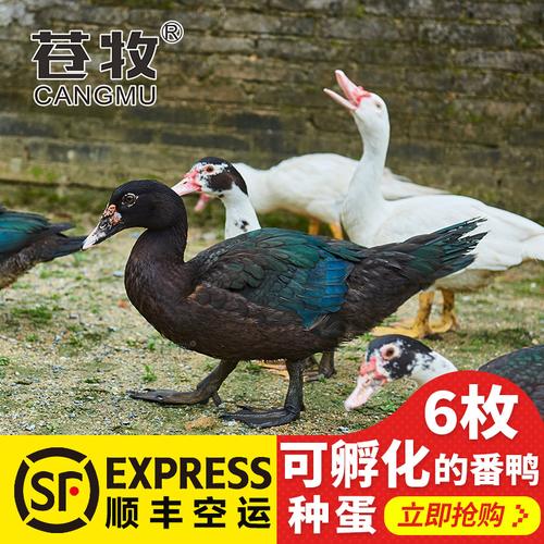 苍牧非洲雁种蛋6枚香醇雁红嘴鸭可孵化蛋美洲雁小鸭苗批发包邮