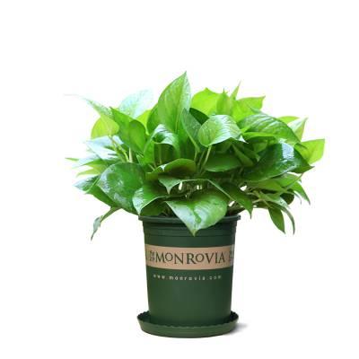 芜湖绿植盆栽租赁观叶植物租摆室内花卉摆放