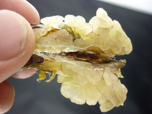 批发特级雪蛤 东北吉林桦甸长白山林蛙油蛤蟆油 正品雪蛤油4
