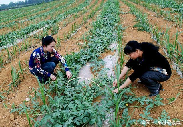 白地别干等着种玉米了,把西瓜和夏玉米套种,增收一茬