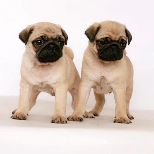 纯种巴哥幼犬哈巴狗小型活体宠物狗狗家养宠物犬纯正血统活物巴哥