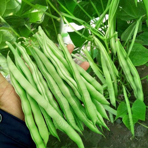 无架豆种子高产春季四季豆种籽地豆阳台庭院四季播寿光蔬菜种孑