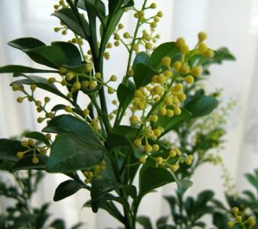 珠兰的花语是什么