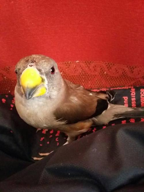 这鸟是公的还是母的,看的出是南方蜡嘴,还是北方蜡嘴鸟