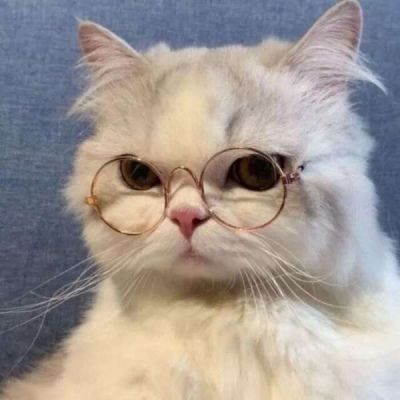 2021年微信头像图片萌宠 高清可爱2021好看的头像图片