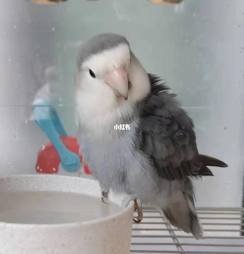 牡丹鹦鹉┃男子汉,大墨银!_鹦鹉_牡丹_莲花_绿茶_宜家