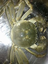 中国蟹类有500多种,而河蟹是中国蟹类中产量最多的淡水蟹.毛蟹以