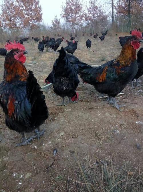 新疆鸡苗批发市场 阿克苏良凤花鸡苗批发 和田芦花鸡苗供应 喀什快大