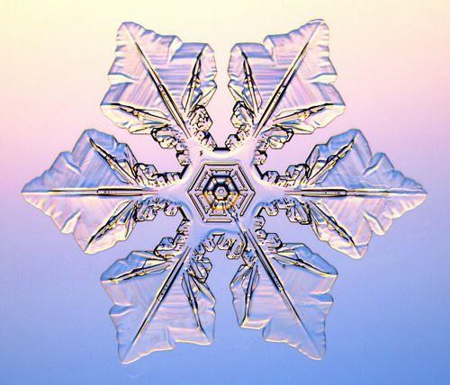 显微镜下的雪花
