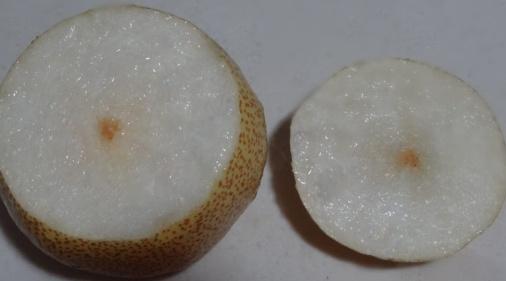 2,把梨子头部切一刀,做一个盖子,从梨子顶上三分之一处切开就可以了