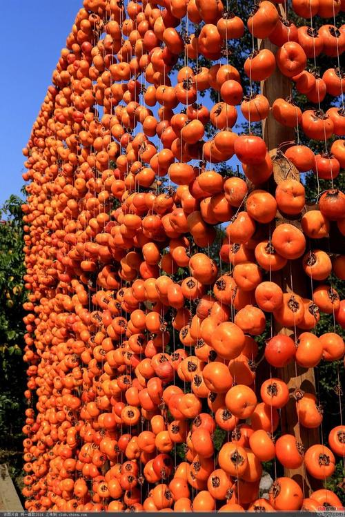 桂林恭城:"月柿之乡"红红火火 - 余昌国 - 我的博客