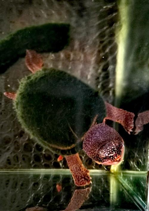 三八节来临之际,城阳区母婴关爱协会知识走进城阳公交大讲堂