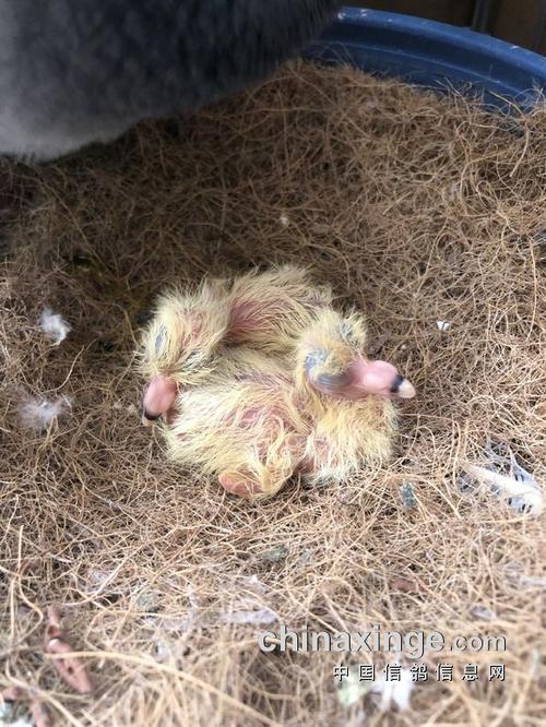 养鸽乐趣:小鸽子成长记录