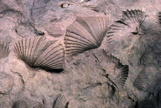 中,他在福克兰群岛的一处发现了一面充满了腕足动物化石的悬崖峭壁