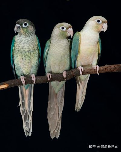 绿颊锥尾鹦鹉 | 蓝化系列 | 蓝化小太阳