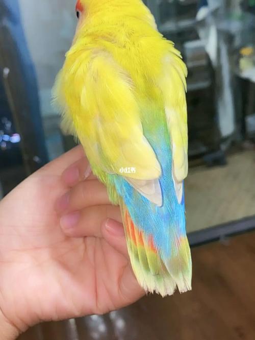 猴屁股小鸡_鹦鹉_牡丹_黄桃_手养鹦鹉_宠物_宠物其他