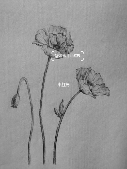 罂粟花素描